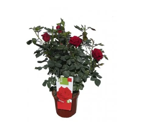 Rosal Romeo
